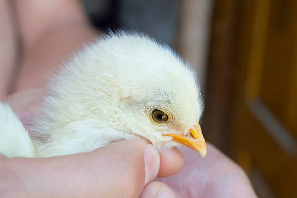 piccolo pulcino a una persona le mani - baby chicken human hand young bird bird foto e immagini stock