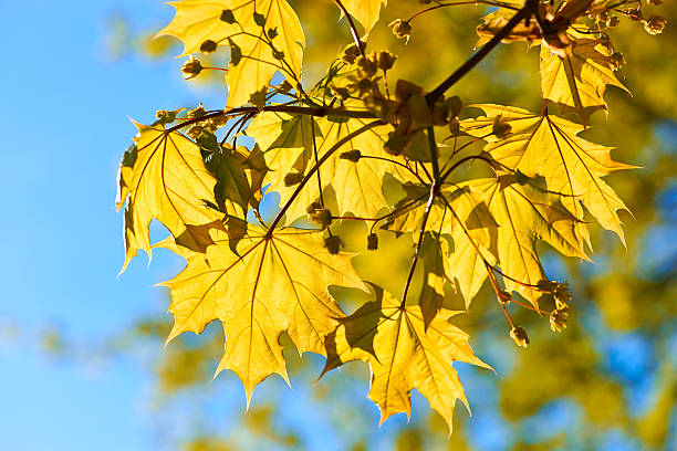 istock Autumn yellow leaves background 485756174