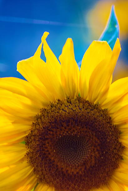 istock beautiful yellow sunflower 485756212