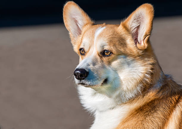 istock Cardigan Welsh corgi portrait. 485756760