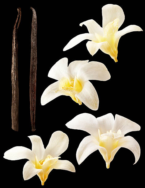 Vanilla flowers and stick isolated on black background Isolated vanilla flowers on black background. Aromatic, fresh vanila flower yellow and white. Ambiance orchids and stick. Flavour, organic, tasty, elements, nature and natural. For design ingredient label. frozen sweet food photos stock pictures, royalty-free photos & images