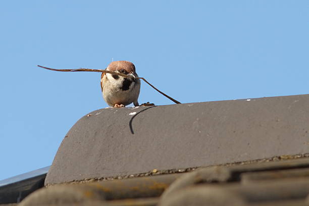 male house sparrow ( Passer domesticus ) collecting material for nesting on the roof