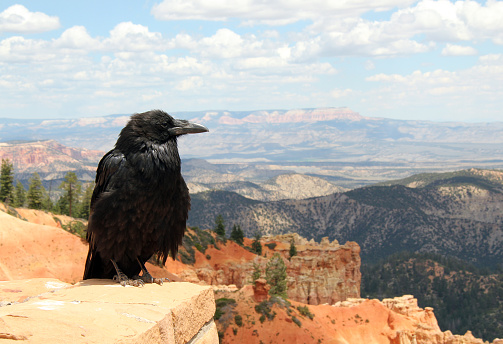 Raven Watching Out Over the Landscape, Bryce Canyon, Utah, USA