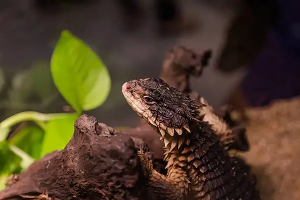 Photo of Girdled Lizard Island on timber