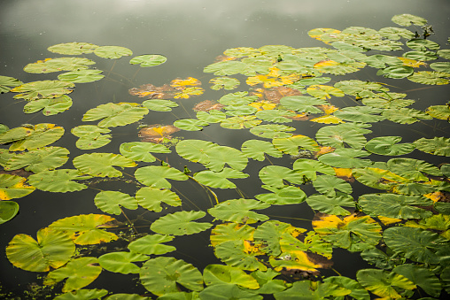 Lily pads floating on a still lake