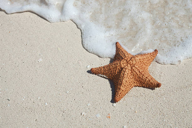 istock Starfish on a Sandy Ocean Beach in Cancun Mexico 485760236