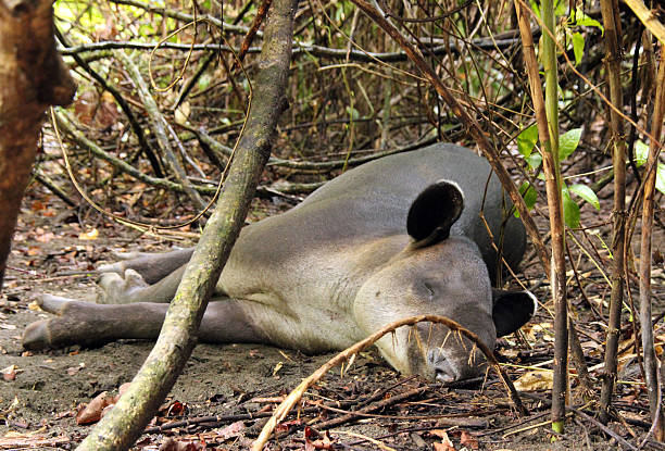 Tapir Baird's Tapir (Tapirus Bairdii) Sleeping in the Jungle, Corcovado, Costa Rica corcovado stock pictures, royalty-free photos & images