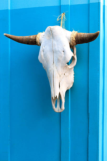 istock Southwest Style: White Cow Skull Hanging on Sky Blue Background 485760620