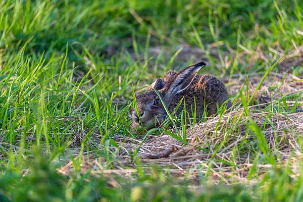 A hare in the Recker Moor