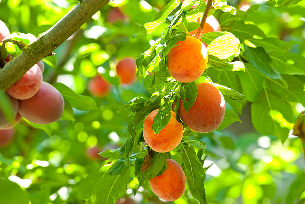 istock Plum branch with fresh fruits 485761706