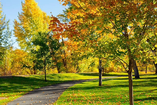 istock Colorful foliage in the park. 485762320