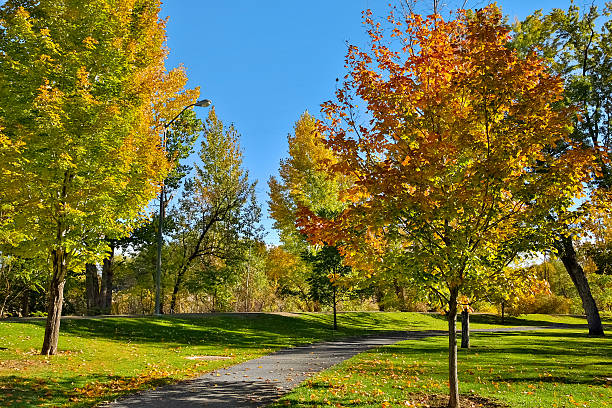 istock Colorful foliage in the park. 485762322