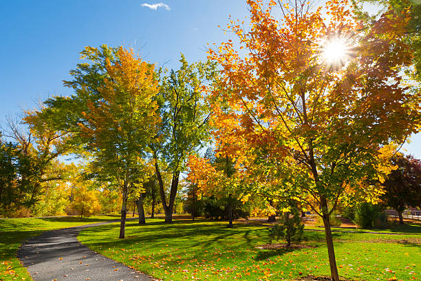 istock Colorful foliage in the park. 485762326
