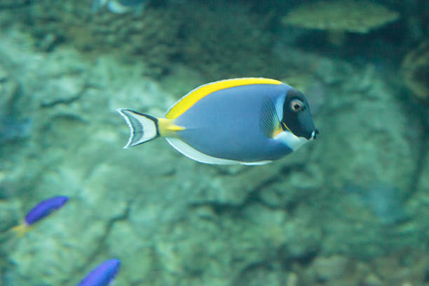 A Lookdown fish, known for its distinctive profile, swims solo in the tranquil blue waters of the ocean