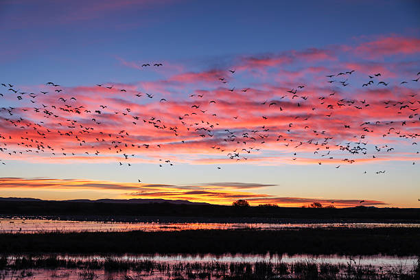 istock Sunrise at the Refuge 485765074