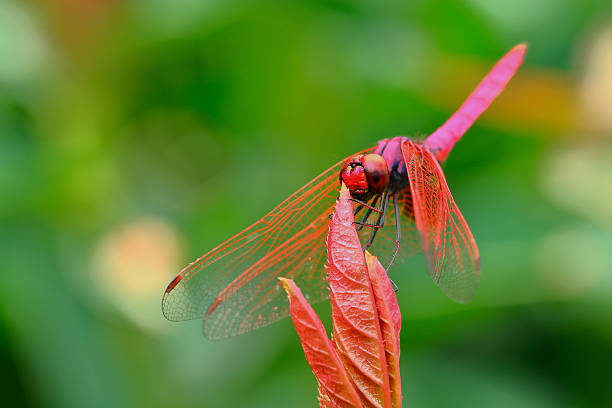 istock The red dragonfly holds on top of tree 485765422