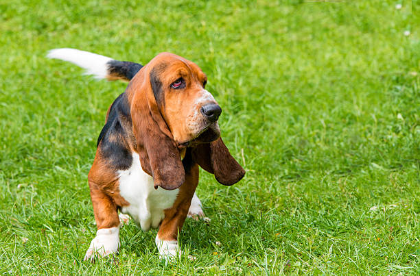 Basset Hound walks. The Basset Hound is on the grass in the park. basset hound stock pictures, royalty-free photos & images