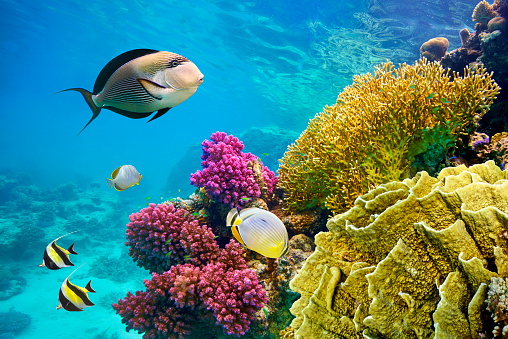 Underwater view at coral reef and fishes, Sharm El Sheikh, Red Sea, Egypt