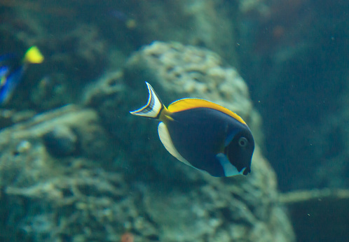 Powder blue tang, Acanthurus leucosternon, is a surgeonfish found in the tropical waters of the Indian Ocean