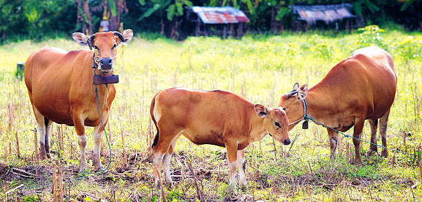 sapi dan anak sapi jawa banteng merumput di panorama padang rumput bali - sapi bali sapi potret stok, foto, & gambar bebas royalti