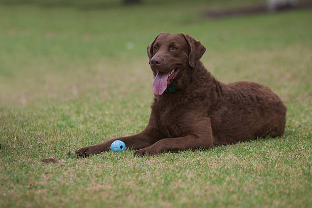 istock Retriever protecting his toy 485767126