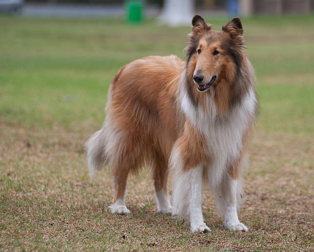 istock Beautiful full grown Collie 485767130