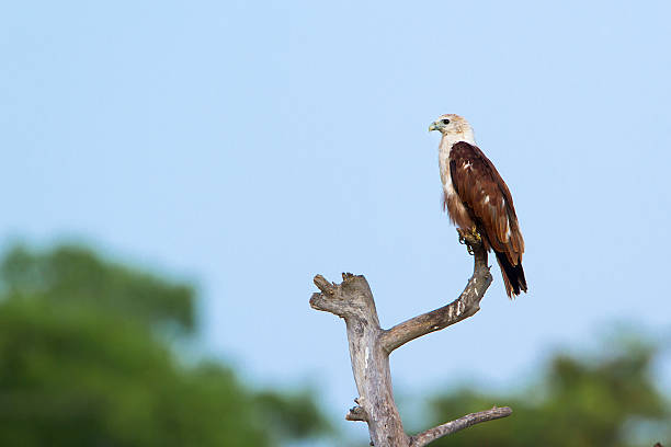 istock Brahminy kite in Pottuvil, Sri Lanka 485767204