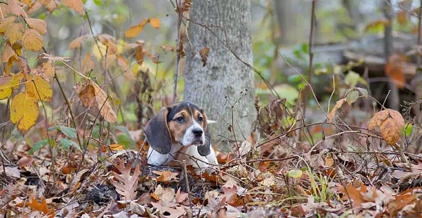 Photo of Beagle Basset Puppy Laying in Leaves