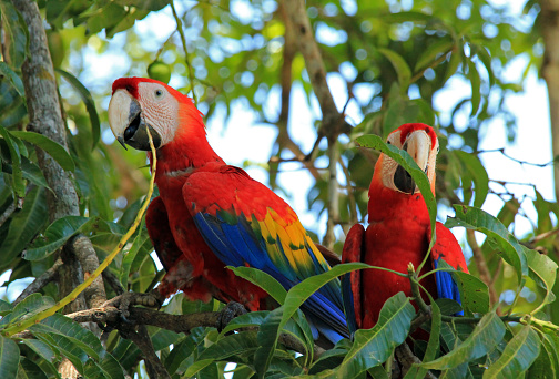 Two Scarlet Macaws (Ara Macao), Limonal, Costa Rica
