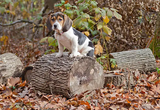 Photo of Beagle Basset Puppy Sitting on Log