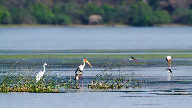 istock Painted Stork and egret in Arugam bay lagoon, Sri Lanka 485768192