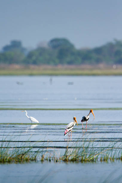 istock Painted Stork and egret in Arugam bay lagoon, Sri Lanka 485768194