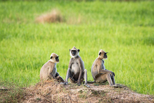 gepolsterte gray langur in arugam bay, sri lanka - sri lanka langur animals in the wild endangered species stock-fotos und bilder