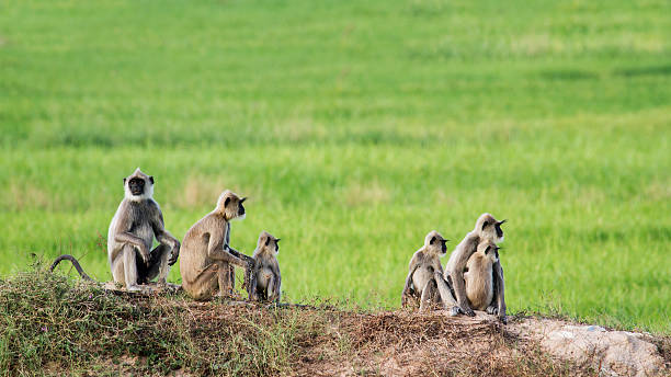 gepolsterte gray langur in arugam bay, sri lanka - sri lanka langur animals in the wild endangered species stock-fotos und bilder