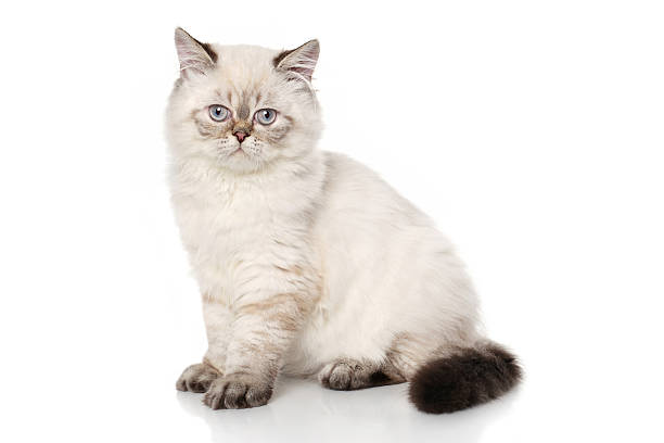 istock Persian shorthair cat 485768484