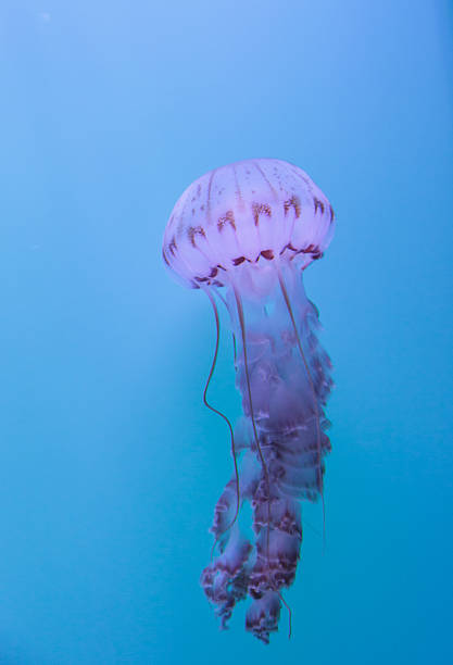 istock Purple striped jellyfish, Chrysaora colorata 485768672