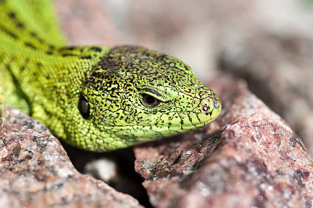 istock Sand lizard (Lacerta agilis) male close up 485769110