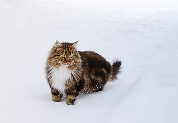 istock cat with green eyes in the snow 485771402