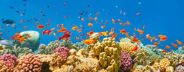 Sharm El Sheikh, Red Sea, Egypt Underwater view at coral reef and fishes, Sharm El Sheikh, Red Sea, Egypt taba stock pictures, royalty-free photos & images