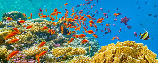 istock Sharm El Sheikh, Red Sea, Egypt 485771472