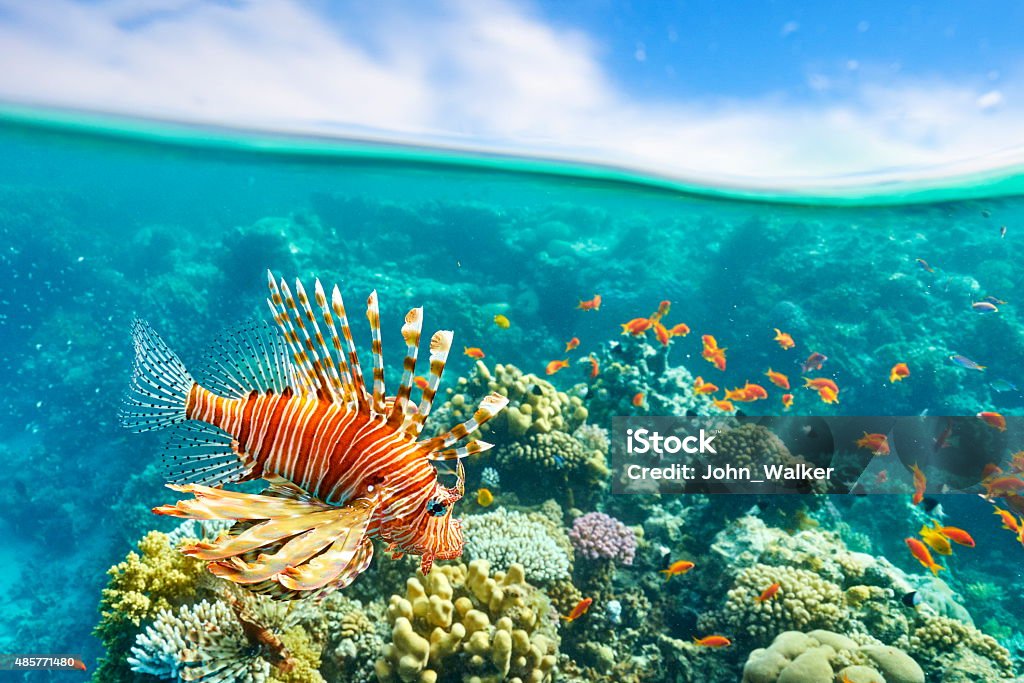 Sharm El Sheikh, Red Sea, Egypt Underwater view at coral reef and fishes, Sharm El Sheikh, Red Sea, Egypt 2015 Stock Photo