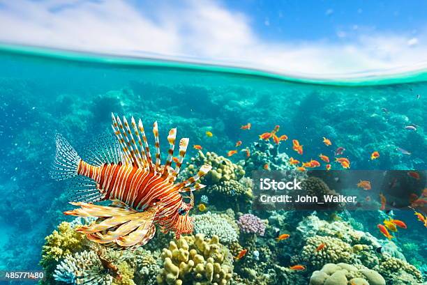 Sharm El Sheikh Red Sea Egypt Stock Photo - Download Image Now - 2015, Animal, Color Image