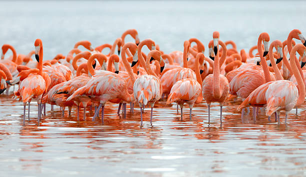 istock Greater Flamingos 485771550