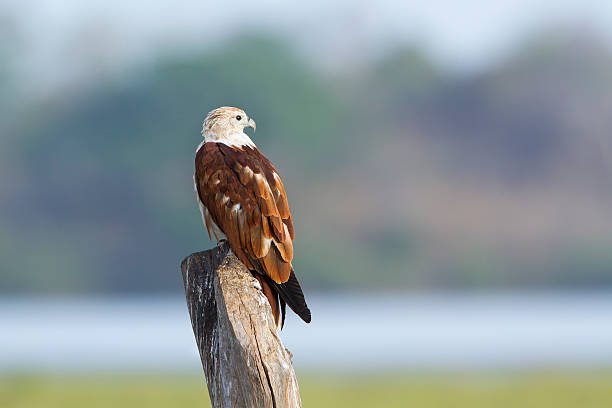 istock Brahminy kite in Pottuvil, Sri Lanka 485772340