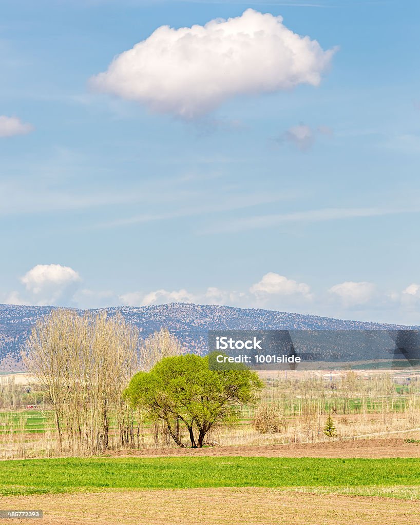 Albero e campi - Foto stock royalty-free di Neve