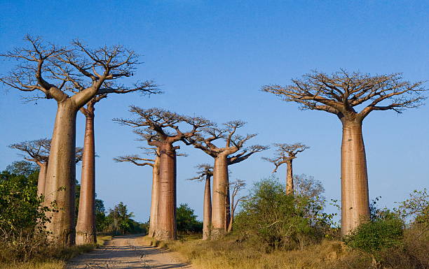 istock Avenue of baobabs. Madagascar. Dawn. 485772692