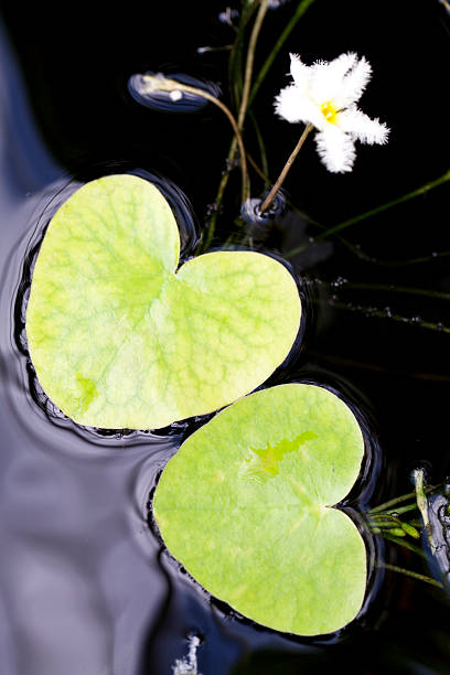 istock Heart shape Lotus leaves 485772833