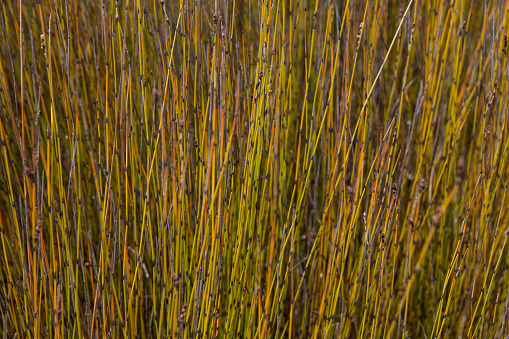 Cattails and Marsh in autumn in the Assiniboine Forest, Winnipeg, Manitoba, Canada