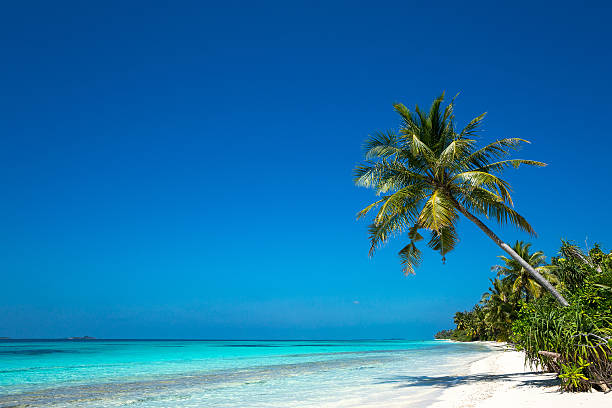 istock beautiful beach and tropical sea 485773098