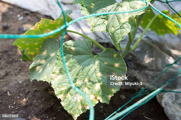 Downy Mildew On Cucumbers Stock Photo - Download Image Now - Mildew, Softness, Plant
